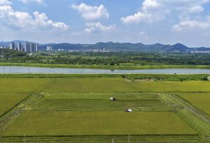 安徽芜湖：农民抢收再生稻