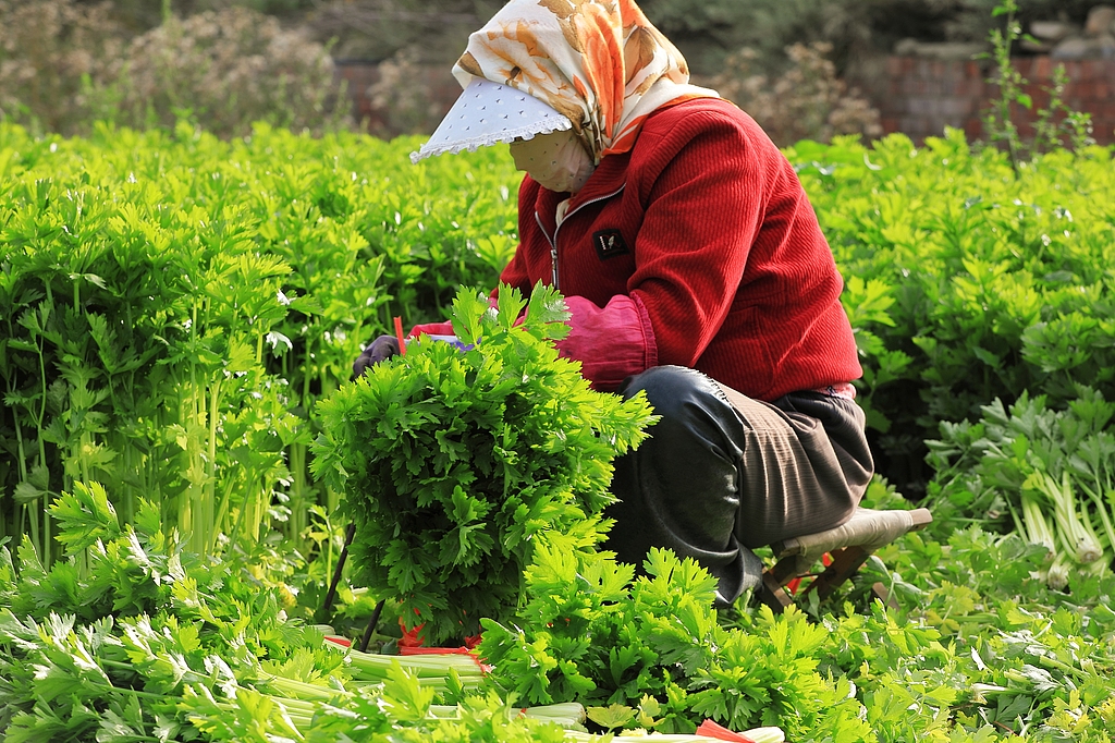 甘肃定西：农民在田间采收芹菜