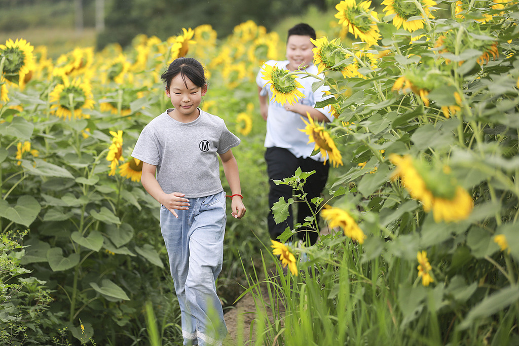 贵州黔西：葵花盛开引客来