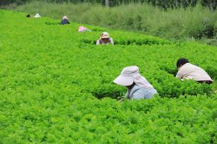 甘肃定西：农民在田间采收芹菜