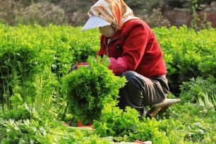 甘肃定西：农民在田间采收芹菜