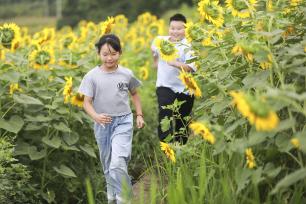 贵州黔西：葵花盛开引客来