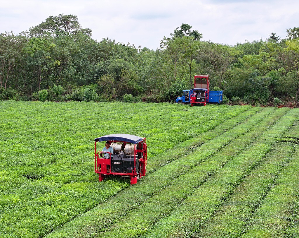 江西泰和：机械化赋能秋茶采收
