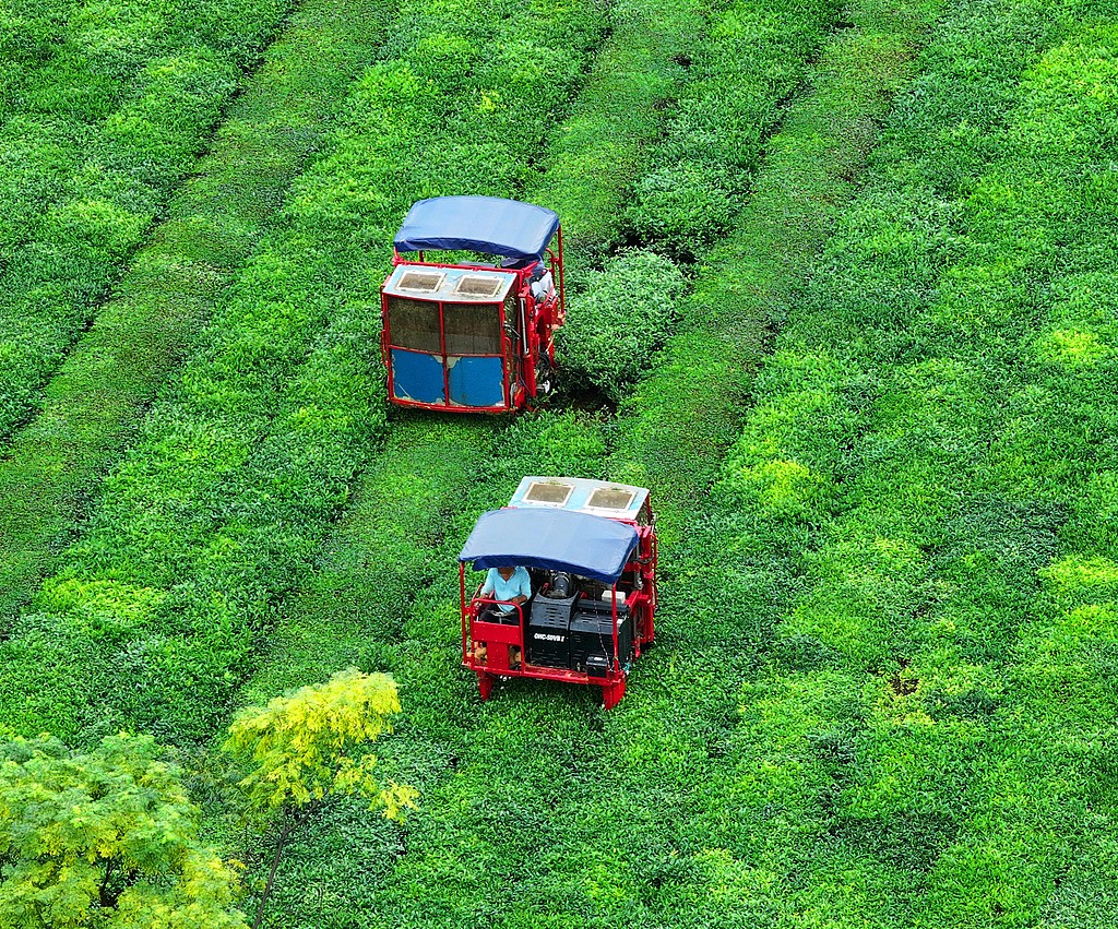 江西泰和：机械化赋能秋茶采收