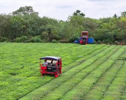 江西泰和：机械化赋能秋茶采收