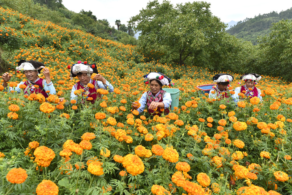 云南大理：花农抢抓农时采摘万寿菊