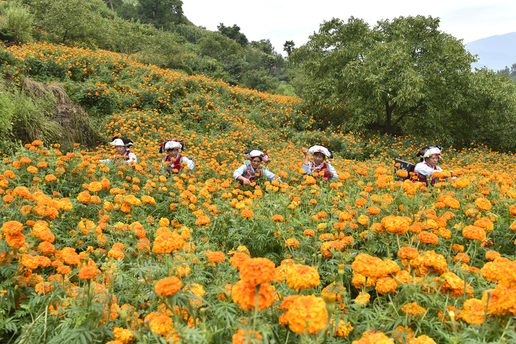 云南大理：花农抢抓农时采摘万寿菊
