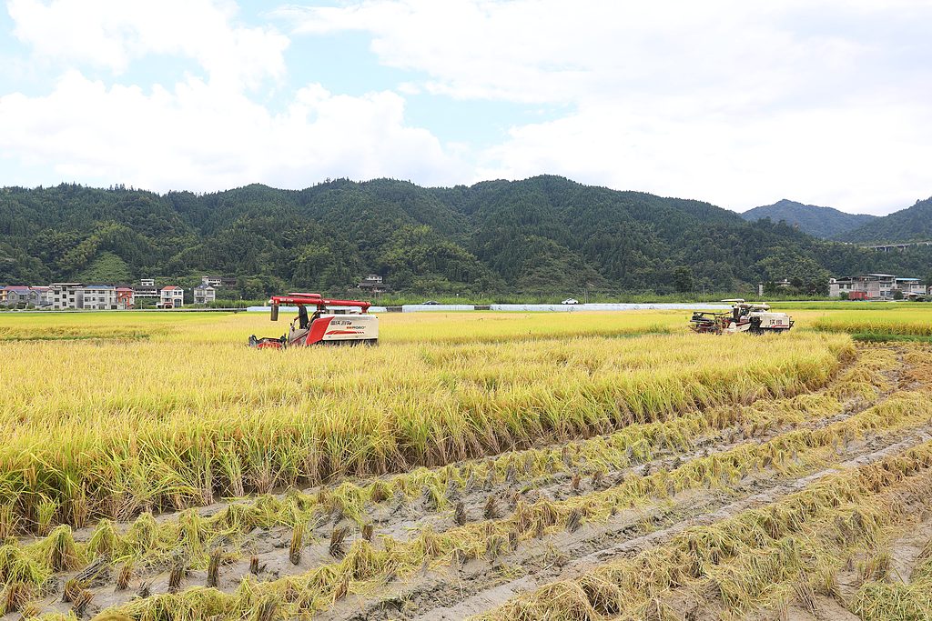 贵州天柱：农户抢抓晴好天气收割水稻