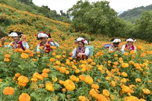 云南大理：花农抢抓农时采摘万寿菊