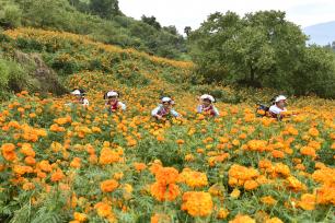 云南大理：花农抢抓农时采摘万寿菊