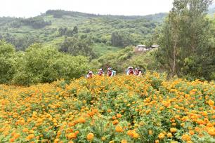 云南大理：花农抢抓农时采摘万寿菊