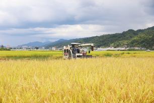 贵州天柱：农户抢抓晴好天气收割水稻