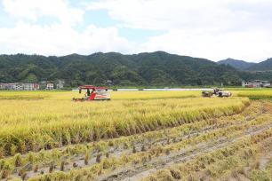 贵州天柱：农户抢抓晴好天气收割水稻