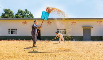 山西平陆：农户晾晒玉米迎丰收