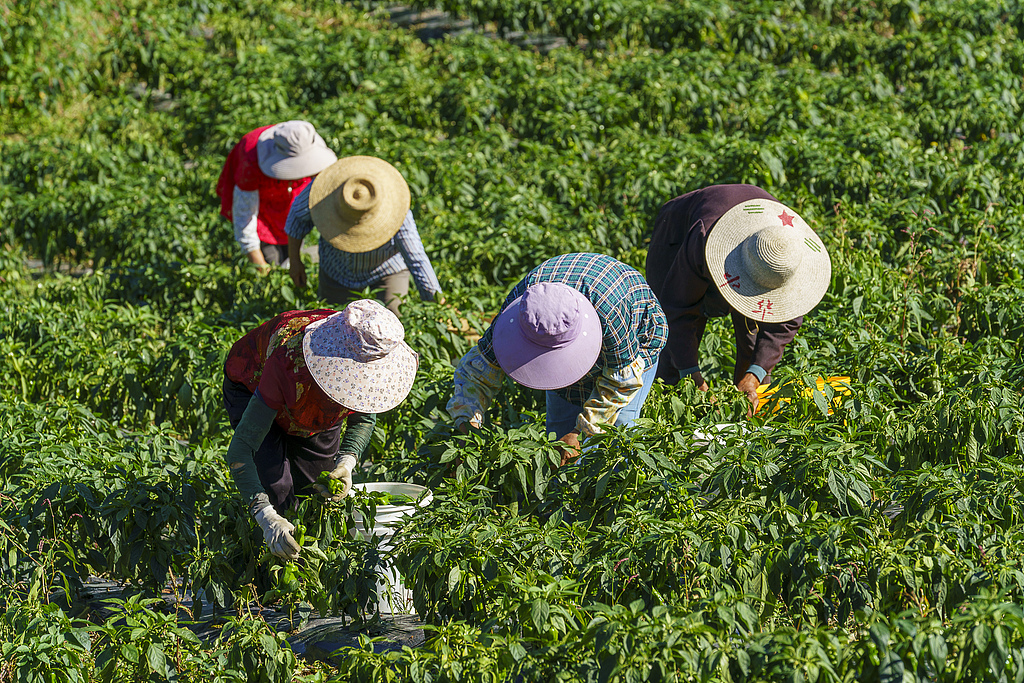 湖北秭归：菜农采收高山有机蔬菜供应市场
