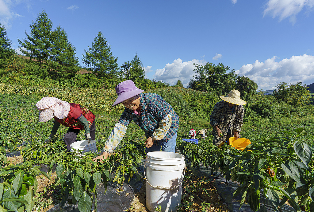 湖北秭归：菜农采收高山有机蔬菜供应市场