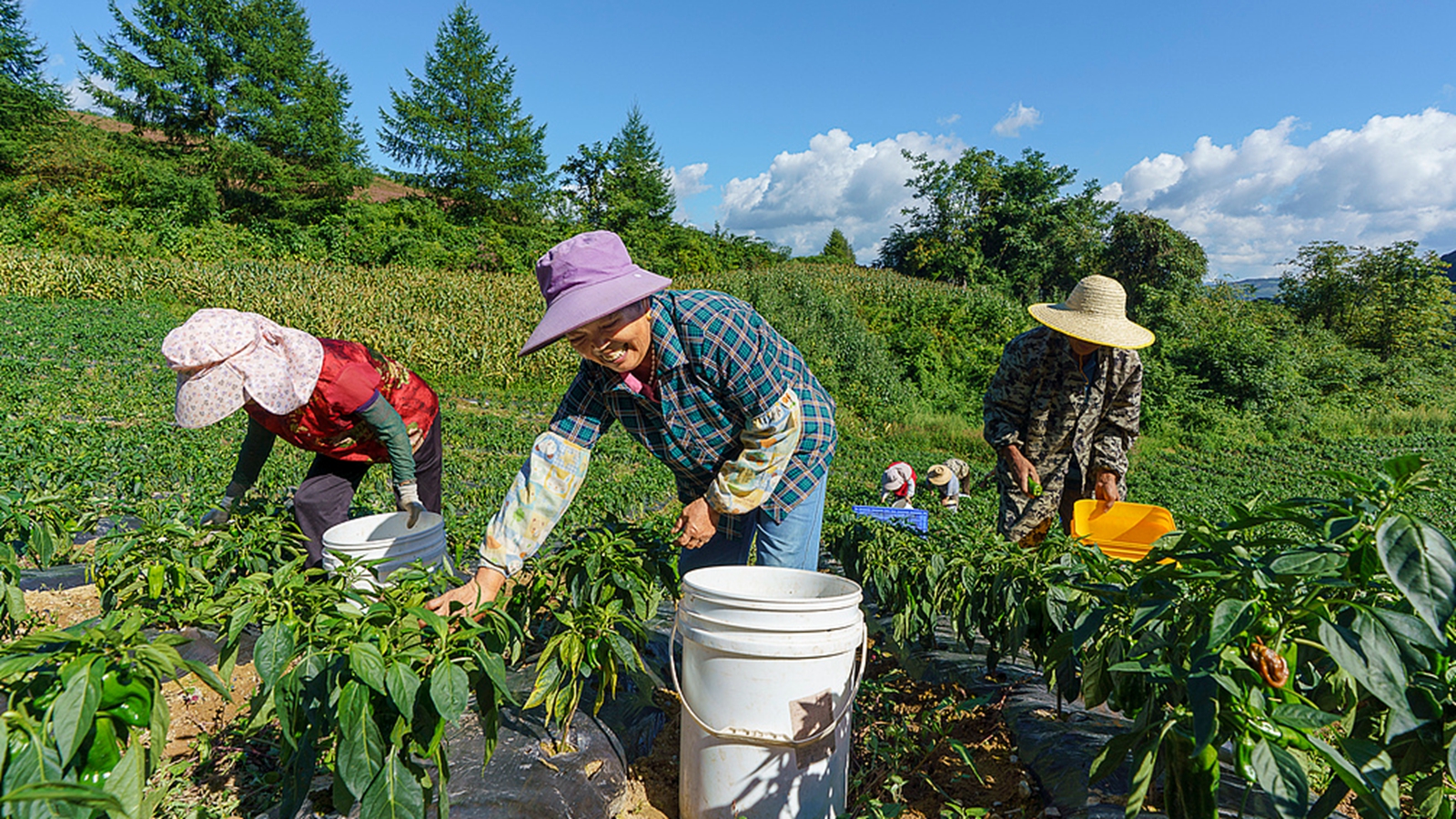 湖北秭归：菜农采收高山有机蔬菜供应市场