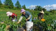 湖北秭归：菜农采收高山有机蔬菜供应市场