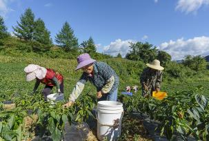 湖北秭归：菜农采收高山有机蔬菜供应市场