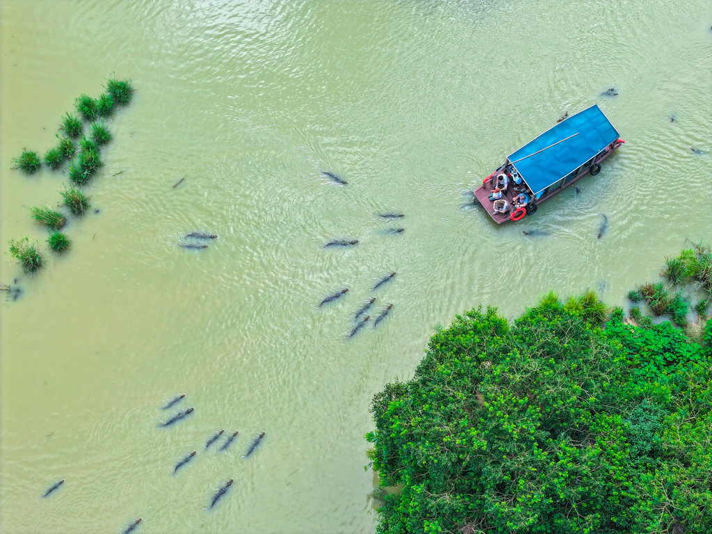 浙江湖州：扬子鳄湿地开启生态科普游
