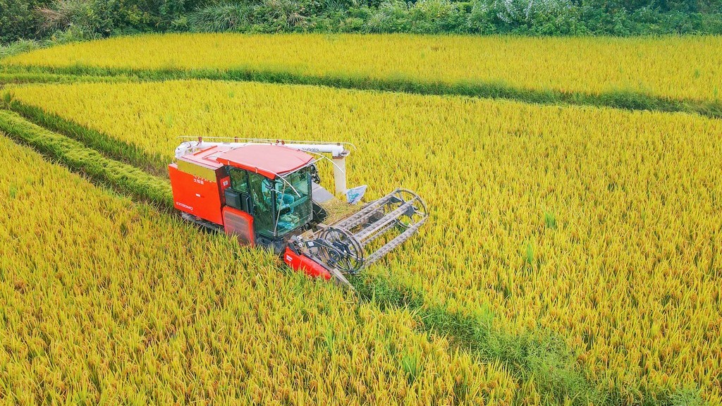 安徽安庆：高山水稻开镰收割