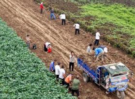 安徽亳州：中药材白芍迎丰收