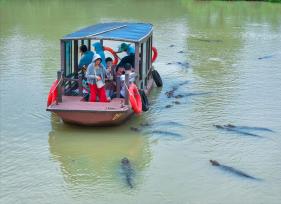 浙江湖州：扬子鳄湿地开启生态科普游