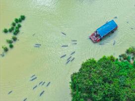 浙江湖州：扬子鳄湿地开启生态科普游