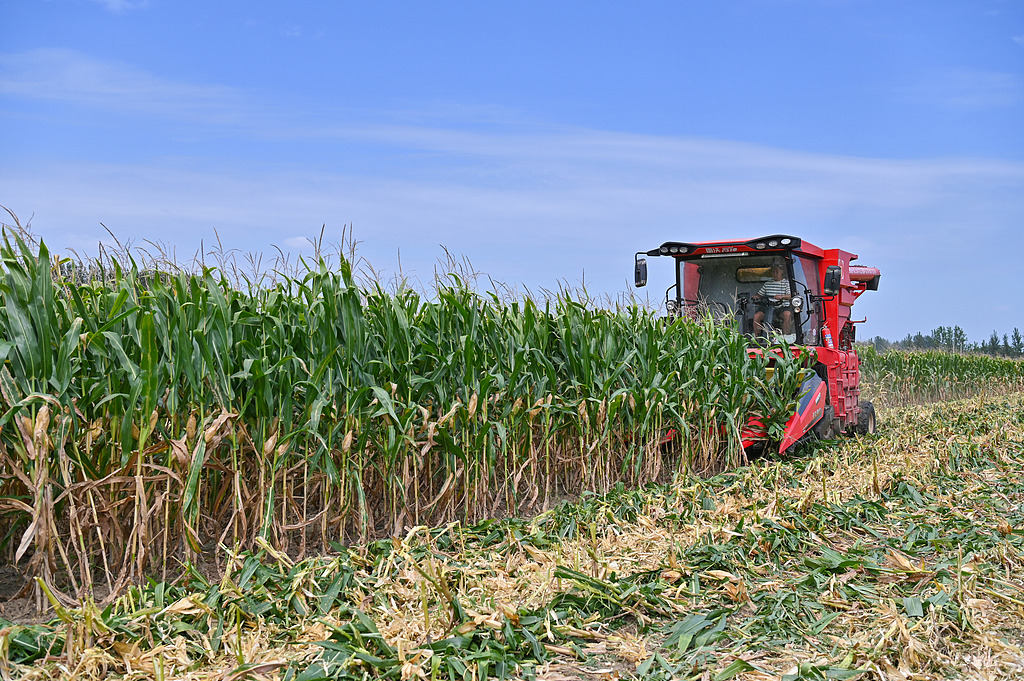 安徽亳州：农民驾驶收割机收获玉米