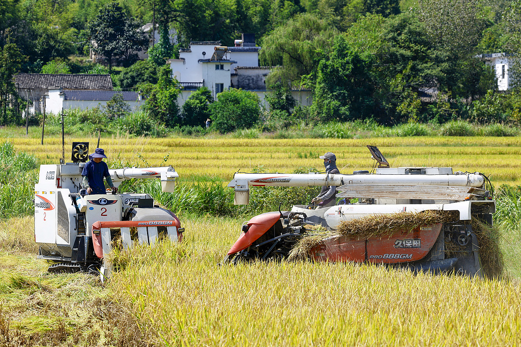 安徽黄山：水稻收割机在稻田里作业