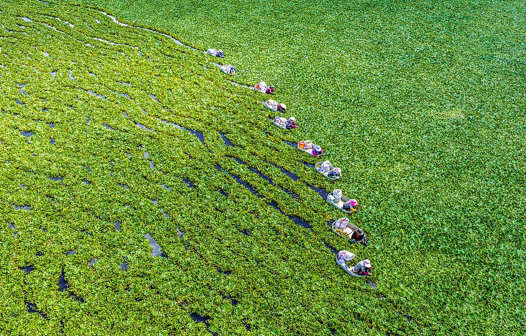 江苏泰州：白露时节 村民采收菱角
