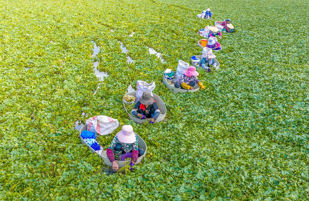 江苏泰州：白露时节 村民采收菱角