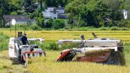 安徽黄山：水稻收割机在稻田里作业