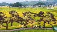 贵州安顺：千亩稻田“画”丰收