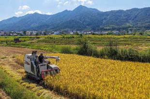 安徽黄山：水稻收割机在稻田里作业
