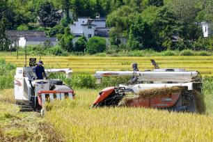 安徽黄山：水稻收割机在稻田里作业