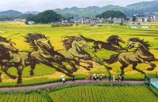 贵州安顺：千亩稻田“画”丰收