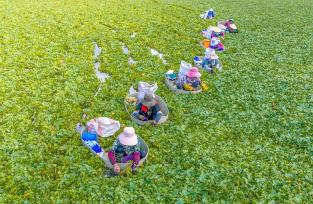 江苏泰州：白露时节 村民采收菱角