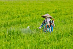 湖南永州：村民在稻田喷洒农药
