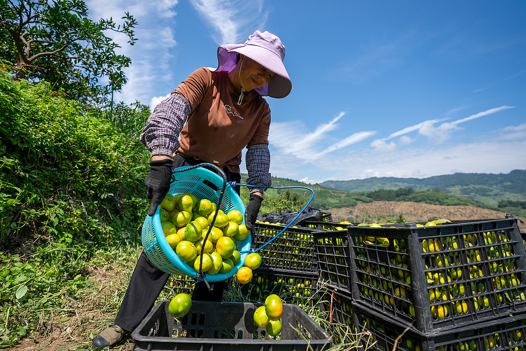 贵州从江：果农在果场采摘柑橘