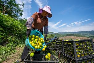 贵州从江：果农在果场采摘柑橘