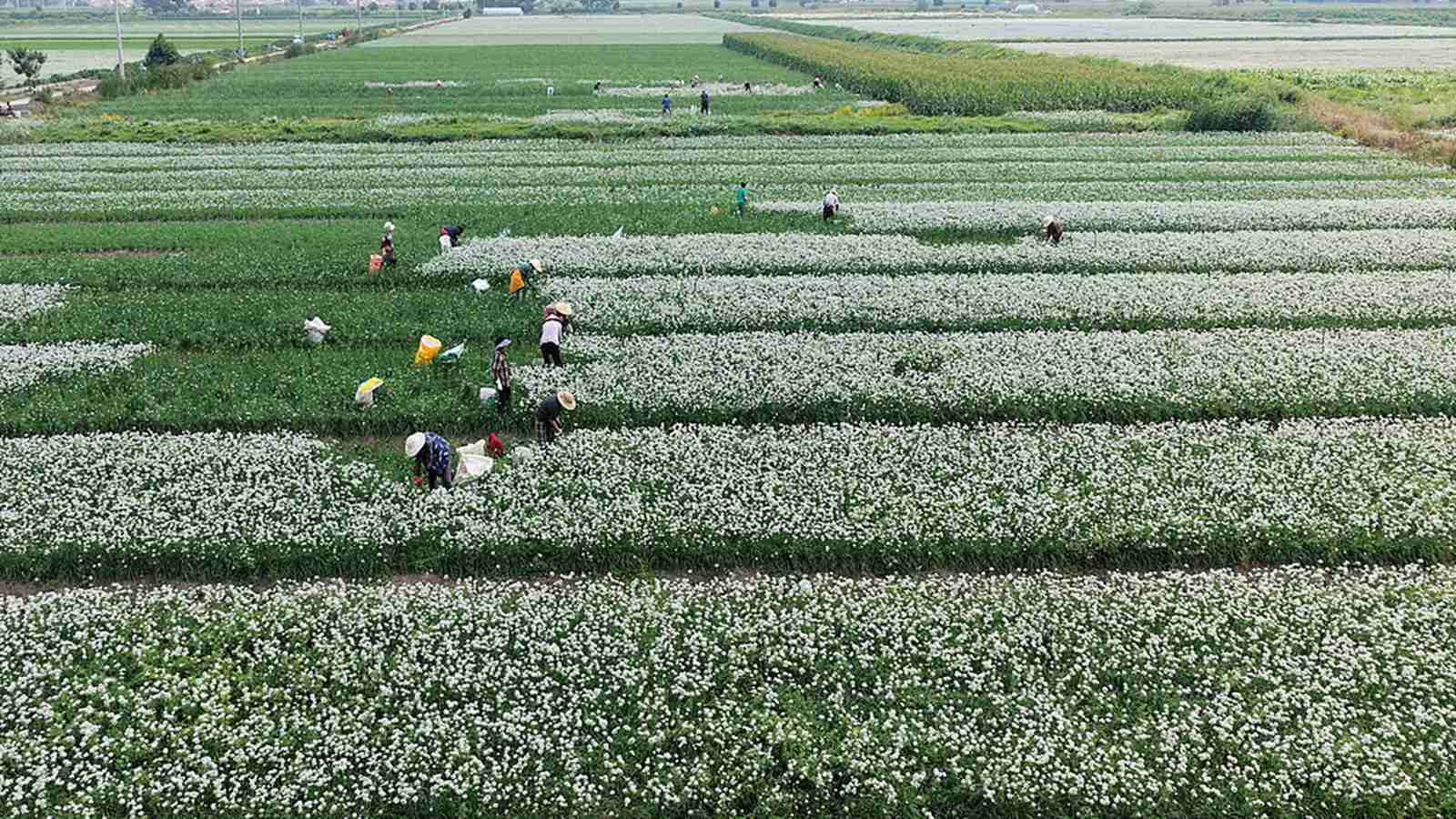江苏灌云：韭菜花开采收忙