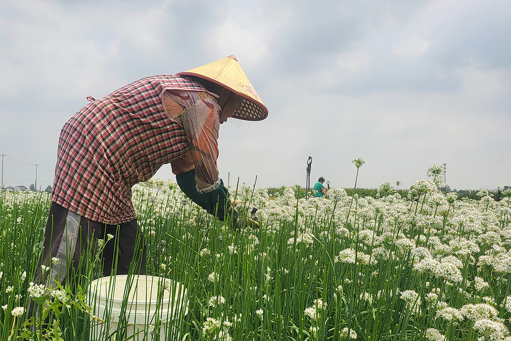 江苏灌云：韭菜花开采收忙
