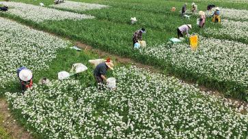江苏灌云：韭菜花开采收忙