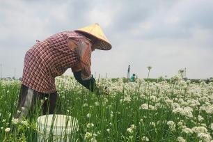 江苏灌云：韭菜花开采收忙