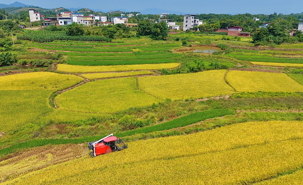 江西赣州：稻谷喜获丰收