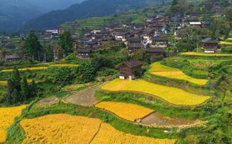 贵州黔东南：苗寨梯田稻浪金黄秋景如画