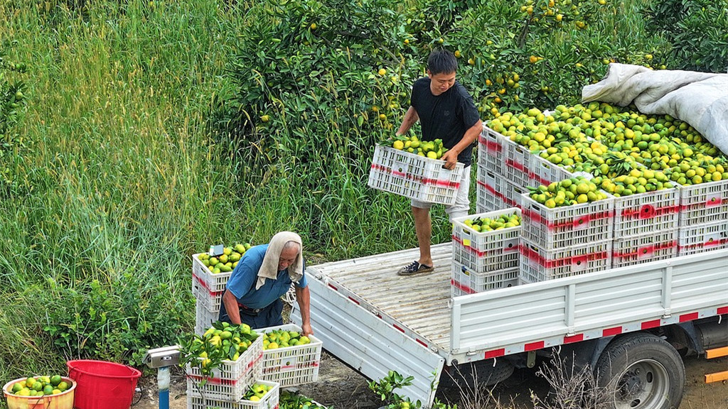 江西吉安：农民采摘、装运蜜橘