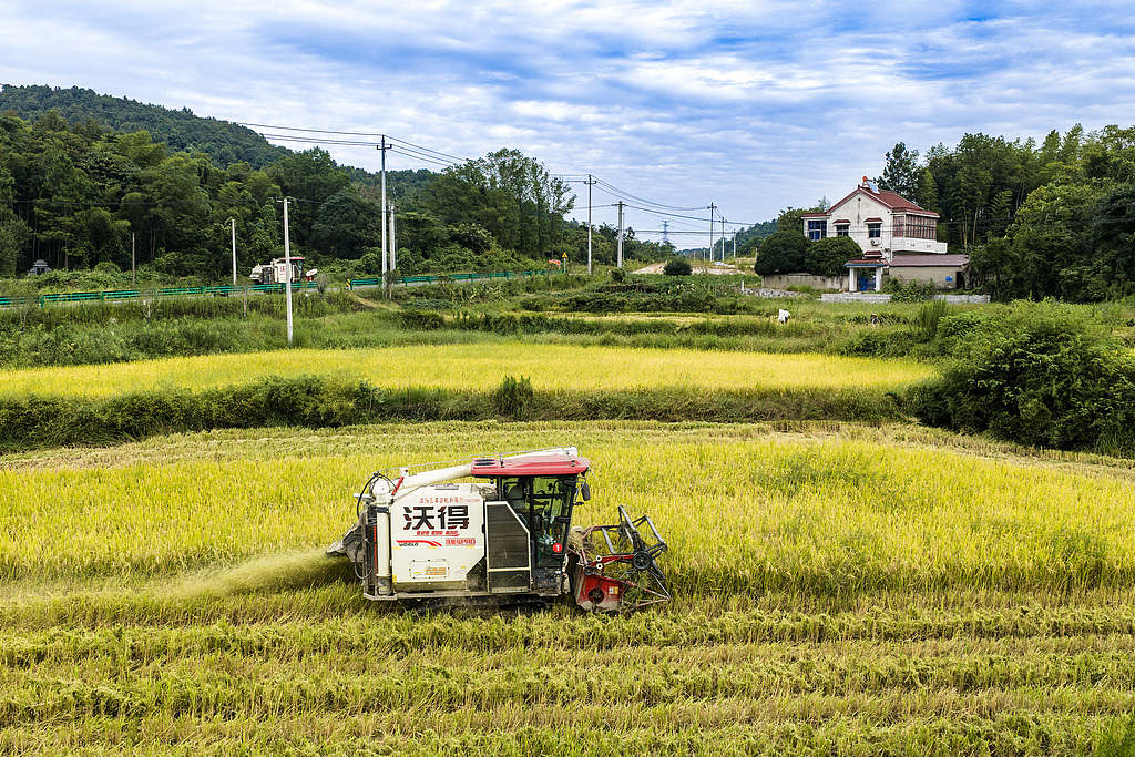 安徽芜湖：农机手驾驶收割机收获水稻