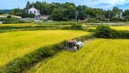 安徽芜湖：农机手驾驶收割机收获水稻